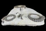 Three Devonian Ammonites (Anetoceras) with Four Trilobite Heads #87250-4